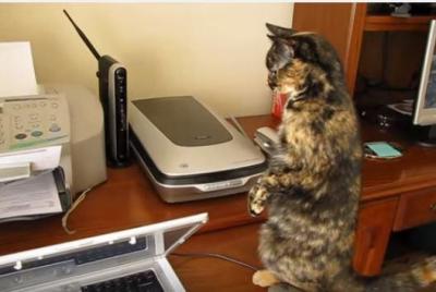 FAXに怯える猫。コードに八つ当たり
