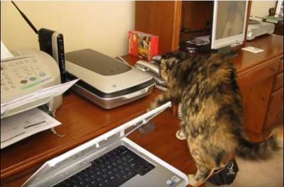FAXに怯える猫。コードに八つ当たり
