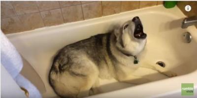 まるでだだっ子のハスキー犬