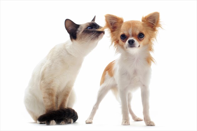 shutterstock_89266642_R