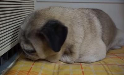 お昼寝中におやつの気配で起きるパグ犬