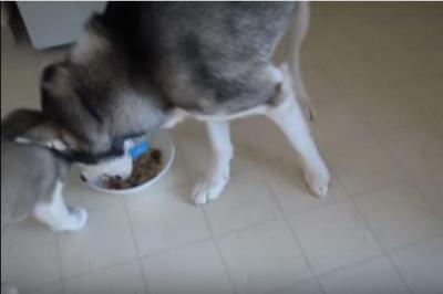 親犬のご飯を横取りしようと必死!ハスキー犬