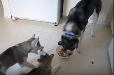 親犬のご飯を横取りしようと必死!ハスキー犬