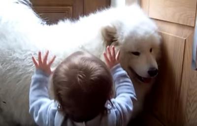 たまらなく可愛い!フワフワ犬と女の子
