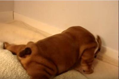 ブルドッグの赤ちゃんがヨチヨチ歩き
