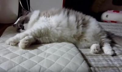 先回りしてベッドを占領する猫