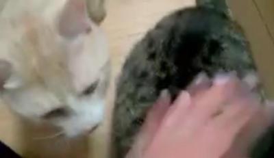 わたしも撫でて!焼きもちで走ってくる猫