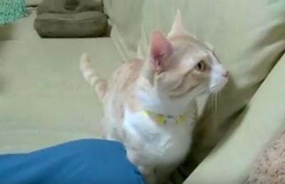 わたしも撫でて!焼きもちで走ってくる猫