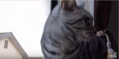 外猫の喧嘩にビックリし過ぎの猫