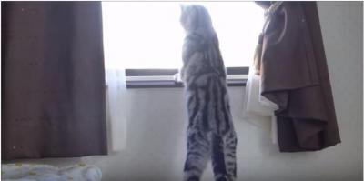 外猫の喧嘩にビックリし過ぎの猫