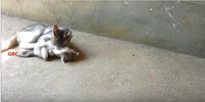 子猫をいじめないで!止めに入る犬