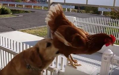 善意のはずが・・鶏をうっかり外に出す犬