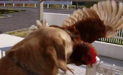 善意のはずが・・鶏をうっかり外に出す犬