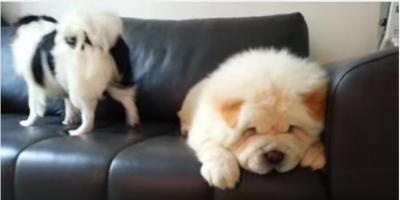 回る狆(チン)と眠たいチャウチャウ犬