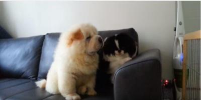 回る狆(チン)と眠たいチャウチャウ犬