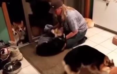 足拭きは順番に!お行儀よく並ぶ犬たち