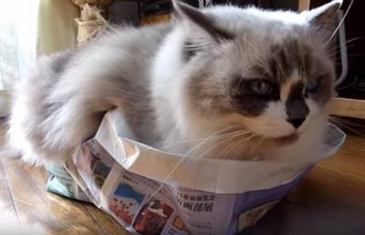 数年前は入れたのに・・新聞回収の袋に入る猫