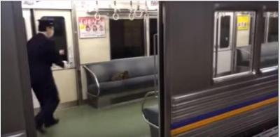 猫vs車掌さん、電車に居座る猫