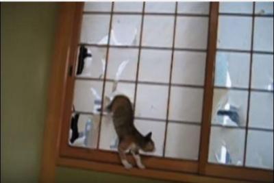 障子を破る解禁日に猫大はしゃぎ