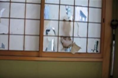 障子を破る解禁日に猫大はしゃぎ