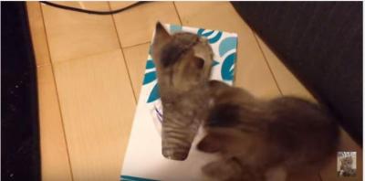 ティッシュ箱の上に子猫、その下には・・・!?