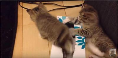 ティッシュ箱の上に子猫、その下には・・・!?