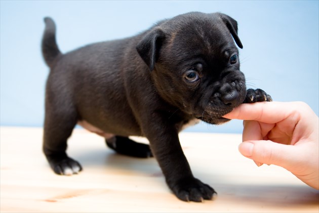 shutterstock_27114406_R
