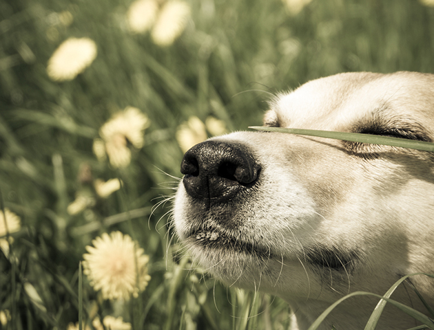【ずっと一緒に】愛犬には長生きしてほしい! 大切な4つのポイント