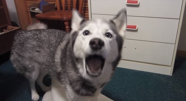 syaberuhusky2_R
