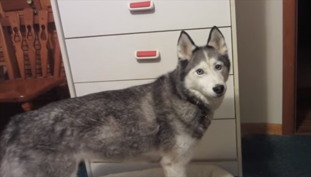 syaberuhusky_R