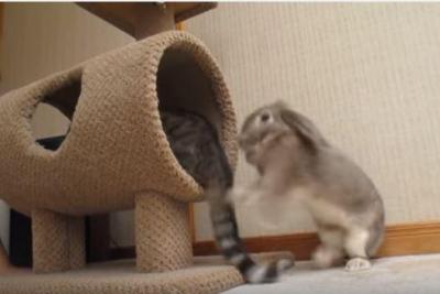 確信犯の猫vsうさぎパンチ