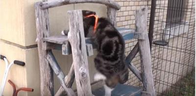 ポッチャリ猫が、はしごでジタバタ