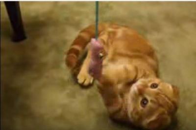 お目々まん丸、猫じゃらしで立つ猫が可愛すぎる