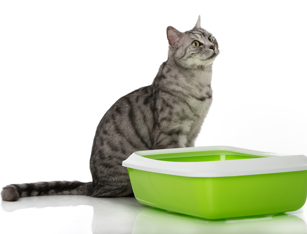 見たことある? 猫のマーキングとはどんなものか