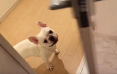 行ったり来たり。遊んで欲しいアピールする犬