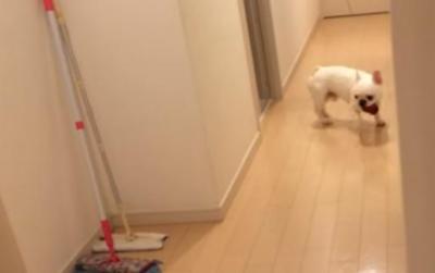 行ったり来たり。遊んで欲しいアピールする犬