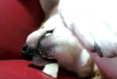 寝ながらおやつ!?横着すぎる柴犬