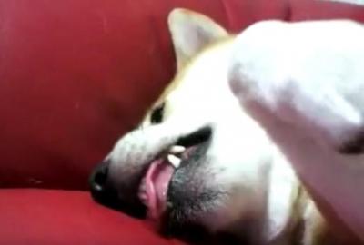 寝ながらおやつ!?横着すぎる柴犬