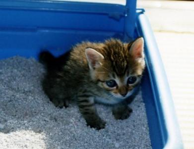 猫にトイレを教えるのは簡単って本当?
