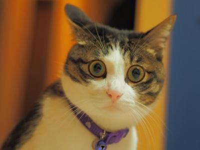 猫にトイレを教えるのは簡単って本当?