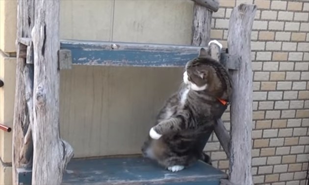 yojinoboruneko_R