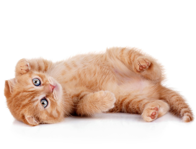 今日からうちのコ! 子猫を迎える時の準備