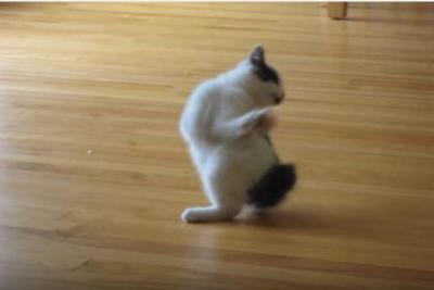 コロコロと毛繕いする子猫にキュンキュンします