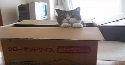 猫が大きな箱へジャンプ!成功するのか?