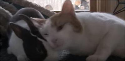 うさぎの枕はフカフカで快適だニャ~