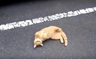 そんなことより、コレ見て!失敗をごまかす猫