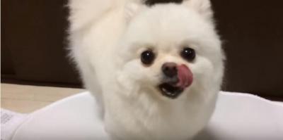 お風呂上がりの真っ白モフモフなポメラニアン