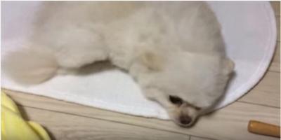 お風呂上がりの真っ白モフモフなポメラニアン