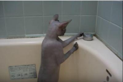 裸の猫、お風呂で遊ぶスフィンクス
