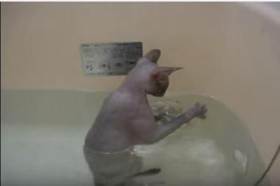 裸の猫、お風呂で遊ぶスフィンクス
